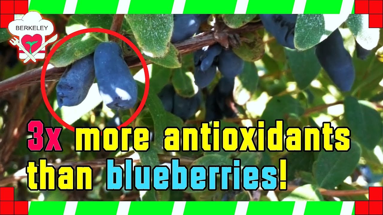 My Antioxidant RICH Haskap Berry Smoothie! YouTube