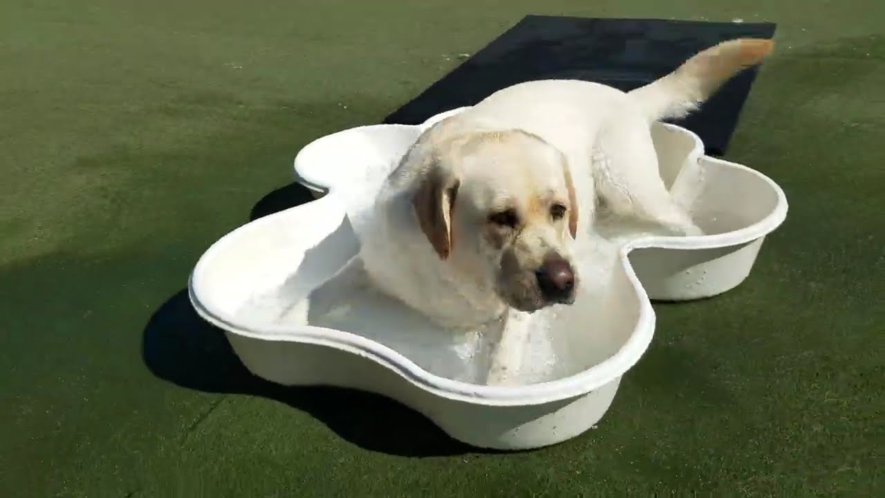 Playtime at Dogs On The Farm & Cats Too!