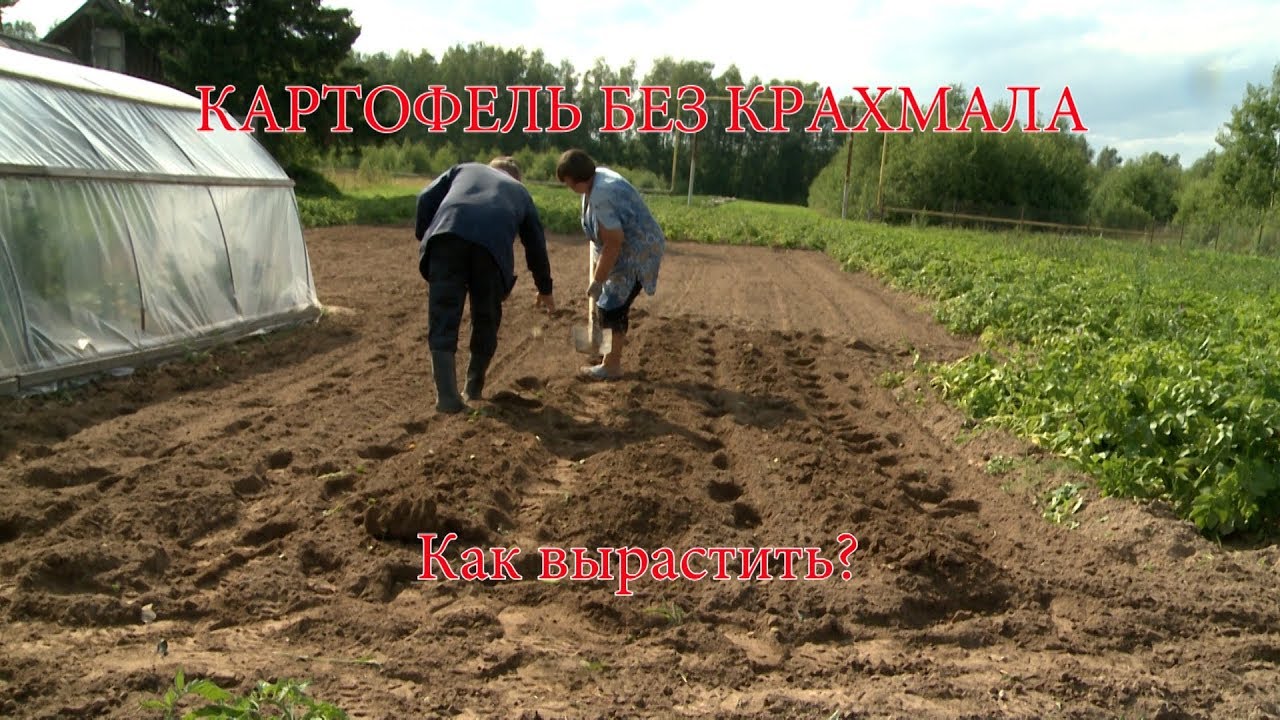 Как вырастить картофель без крахмала - YouTube