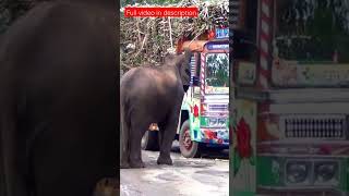 Elephant block truck for food #shorts #elephant #dhimbam #dhimbamghatroad