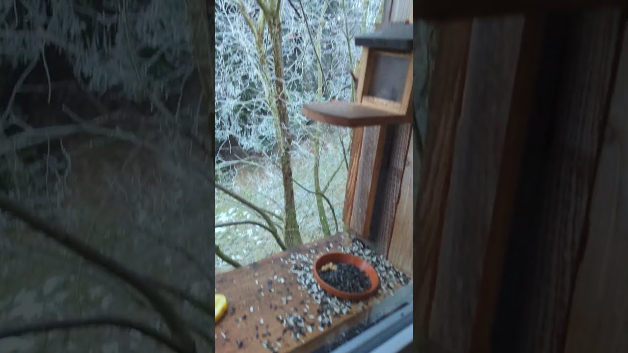Apfelhörnchen mein Kaffee wird kalt #shorts - YouTube