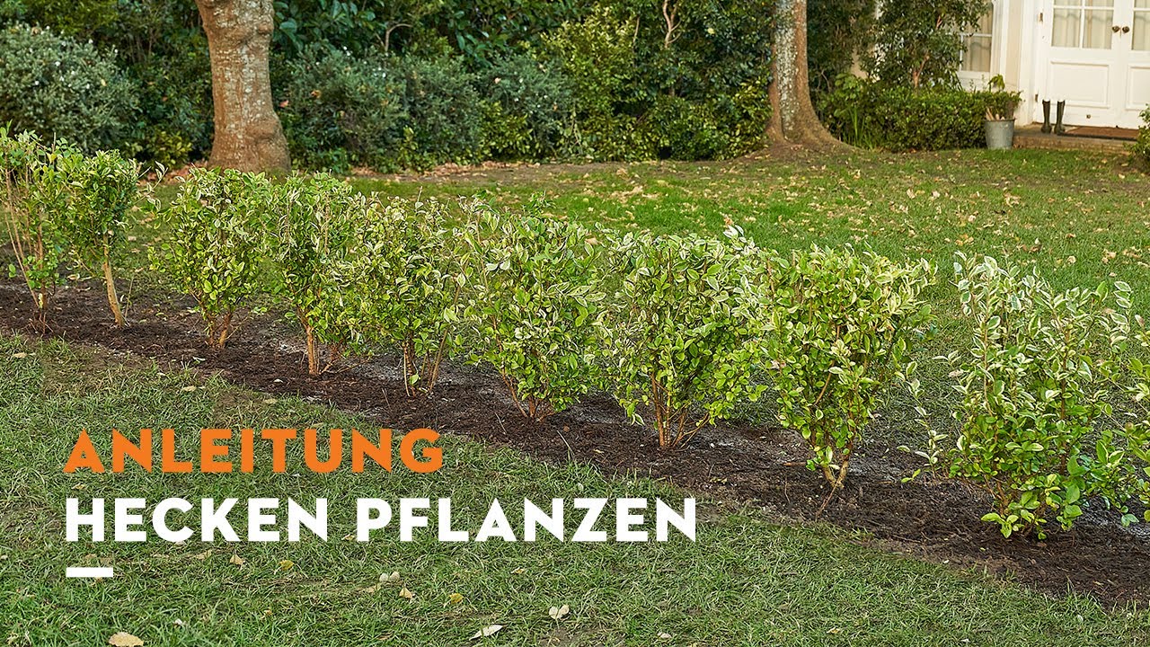 Hecke pflanzen & pflegen » mit 4-Schritte-Anleitung