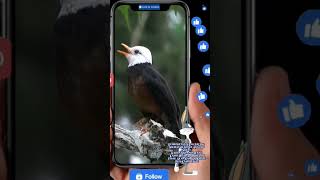 Burung Bulbul Kepala Putih sorotan animals birds masteran burung nature viral kicaumania