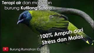 Terapi Air dan Masteran Kutilang Sutera 100% jamin gacooorr