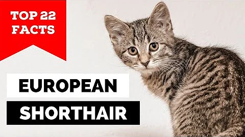 Video 5941451: european shorthair