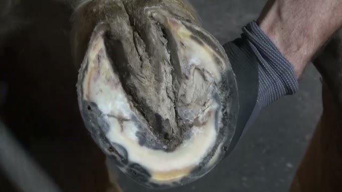 Emergency Horse Shoe Removal – The Horse