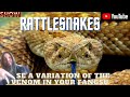 Rattlesnakes use a variation of the venom in your fangs