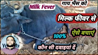 Milk Fever Se pashuon ko kase bachaye कौन सी दवाइयां दें! दुग्ध बुखार का बचाव