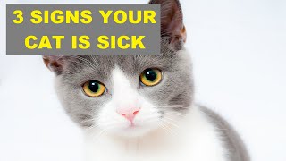 3 SIGNS YOUR CAT IS SICK  | How do cats act when they are sick