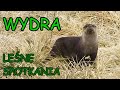 Wydra Odgłosy natury Leśne spotkania Lutra Otter Fischotter Видра Paprastoji ūdra Loutre Wildlife