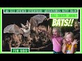 Understanding Bats: Myths and Facts