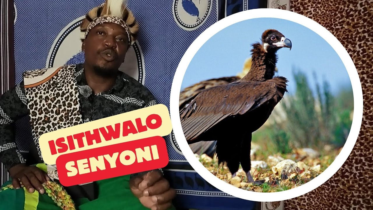 Isithwalo Senyoni - Dr SG