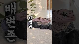 도마뱀 배변 훈련 과연 가능할까? #레오파드게코 #펫테일게코 #도마뱀