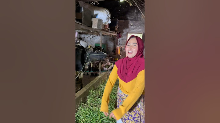 SPIL SAPI 50 JUTA