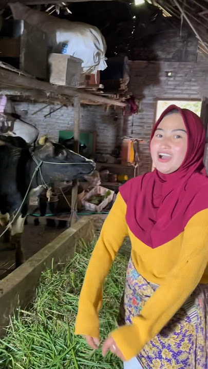 SPIL SAPI 50 JUTA