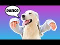 I Taught My Dog How To Sing and Dance!