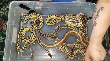 10x 2016 Hatched Ball Python juveniles