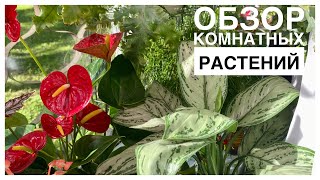 Обзор комнатных растений | Окно в комнате сына | 06.08.2023г.