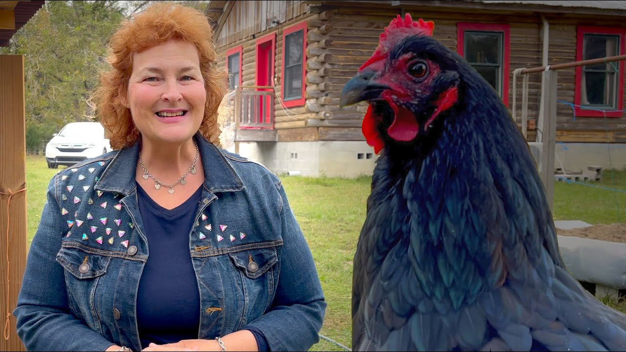 Три причины, почему ваши куры не несут яйца