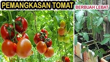 Cara Pemangkasan Tomat Agar Berbuah Lebat