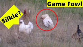 Rooster Mates hen in Slow Motion ( New )