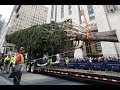 Biggest Christmas tree of the world installed in New York