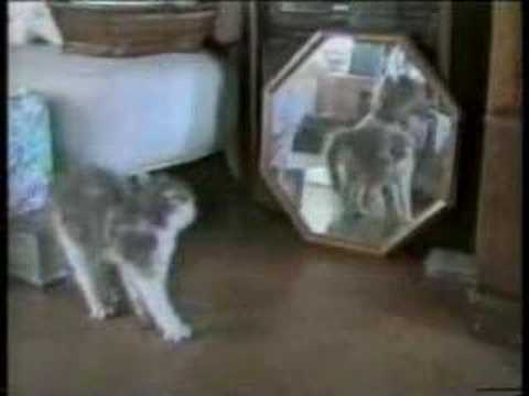 (ishikarose & Oyeh2) Funny Cats from YouTube · Duration: 1 minutes 50 seconds (ishikarose & Oyeh2) Funny Cats from YouTube · Duration: 1 minutes 50 seconds