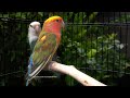 Peach-Faced Lovebird - Green Pied Red Suffusion (Red Pied) & Seagreen Turquoise