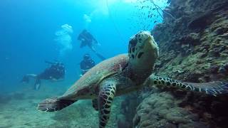 Green turtle at white rock Koh Tao with France Plongée