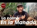 La calma en la manada