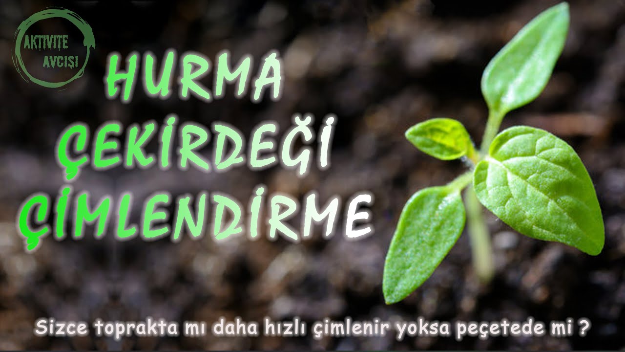 Hurma Cekirdegi Nasil Cimlendirilir Cennet Hurmasi Trabzon Hurmasi Cekirdegi Cimlendirme Youtube
