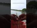 Bikin panik..!! Udang segede gaban langsung disamber kakap #mancing #kakapputih #barramundi #fishing