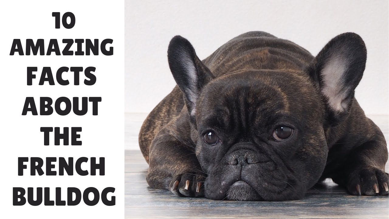 French Bulldogs: 10 AMAZING Lesser Known Facts About The French Bulldog ...