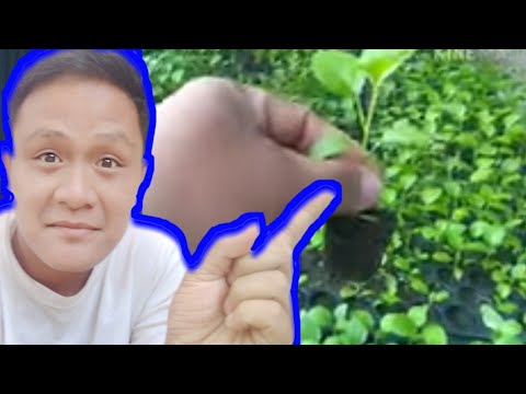 Video: Paano Magbabad Ng Talong