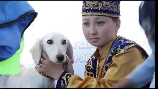 Тазы и Тобет , казахские национальные породы собак