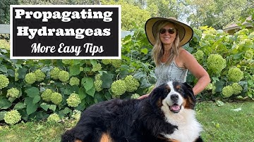 Propagating Hydrangeas - More Easy Tips
