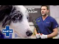 The Bolt Cutters are Back!! Vet Extracts Metal Ring from Dog's Teeth | Full Episode | Bondi Vet