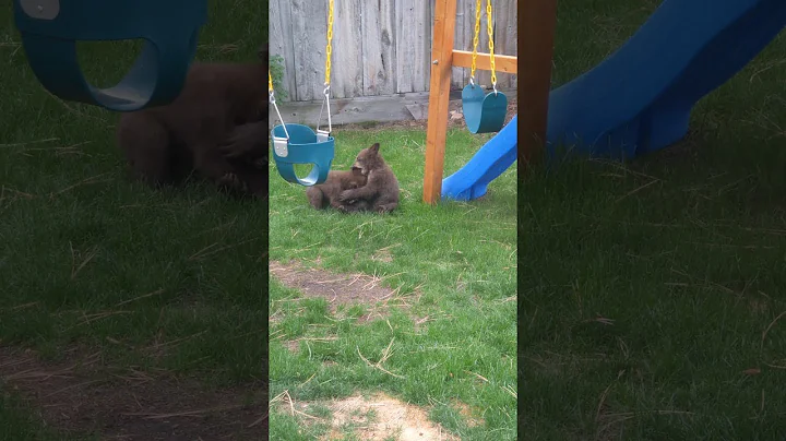 Bear Family Having Fun on Backyard Play Equipment || ViralHog