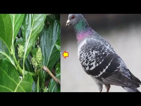 Terbongkar Manfaat Daun Mengkudu Buat Burung Merpati Dan Cara Pemberian Terbongkar Manfaat Daun Mengkudu Buat Burung Merpati Dan Cara Pemberian