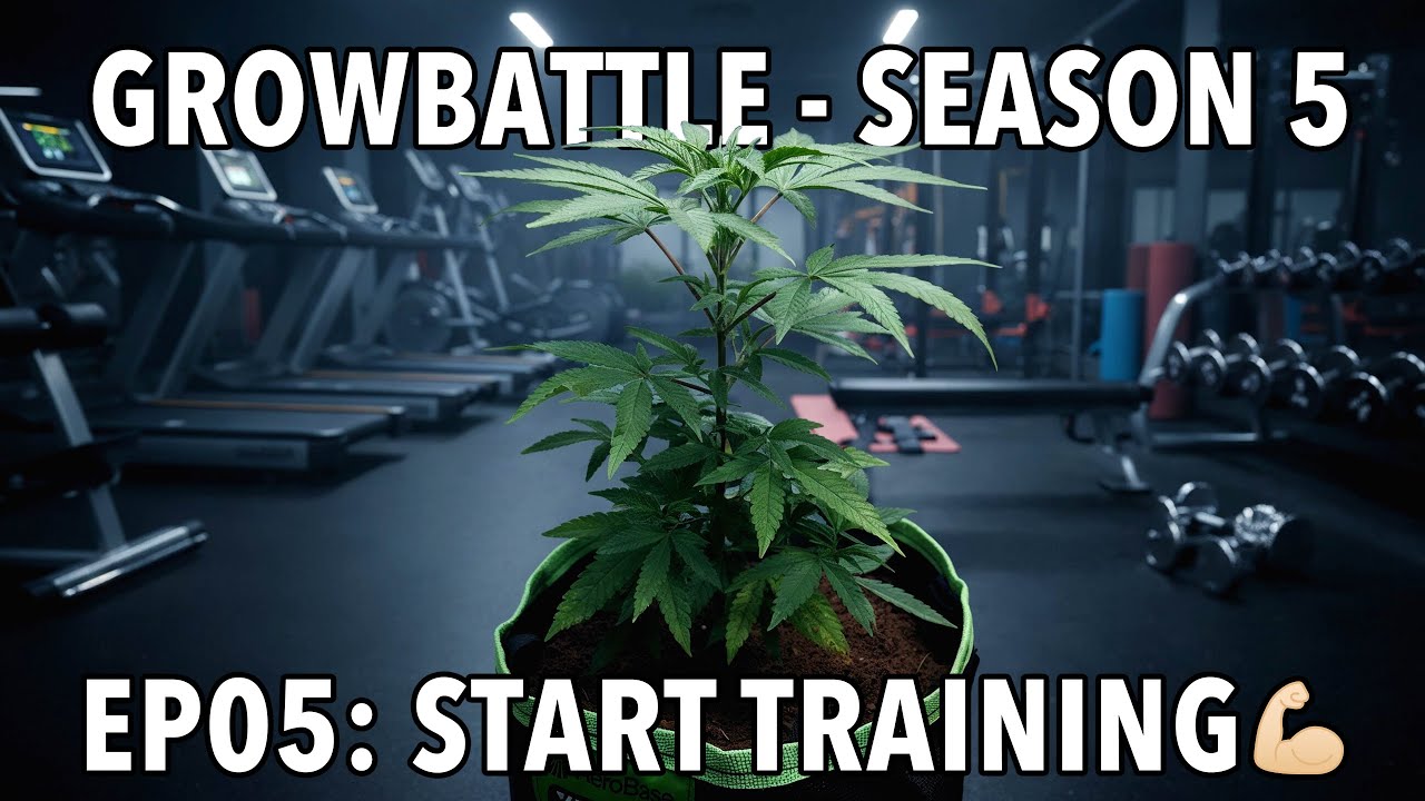 GROWBATTLE 5 💥 BASE vs  BOOST 🥦 EP05 START TRAINING 🌱 2x Wifi OG Haze 💪🏻 by Vivosun