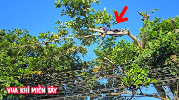 Hồi hộp và cực kì nguy hiểm !!! Vua khỉ đi trên những đường dây điện để cưa cây Bàng.
