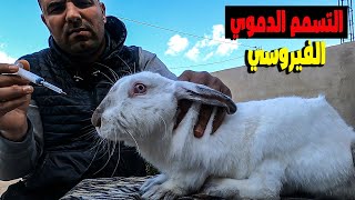 كلبي بيمبو هجم على الكبش🐏 لماذا!!! طريقة حقن الارانب 🐰 للمبتدئين/تركيب جوانب حضيرة الاغنام