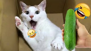 Funniest Animals 🤑 New Funny Cats and Dogs Videos 😻🐶