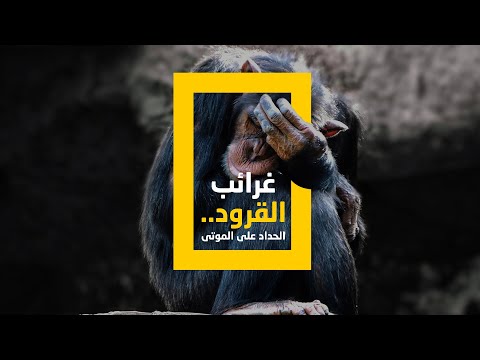 فيديو: ما هي الأفلام الوثائقية التي تم تصويرها عن القرود