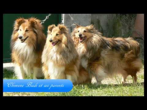 Mes Chiens De Berger Des Shetland Youtube