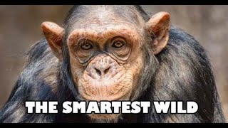 Smartest Wild Animals