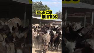 BURROS EN PELIGRO DE EXTINCIÓN | Este refugio trabaja en la preservación del asno