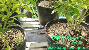 Tắc cẩm thạch(quất cẩm thạch)lh:0377729688