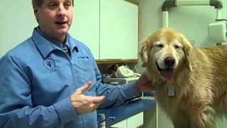 Pet Teeth Cleaning Naperville IL, Woodridge IL, Bolingbrook IL, Plainfield IL) (630) 355-6164