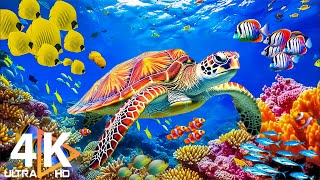 Ocean 4K  Beautiful Coral Reef Fish in Aquarium  Sea Animals for Relaxation (4K Video Ultra HD) #8